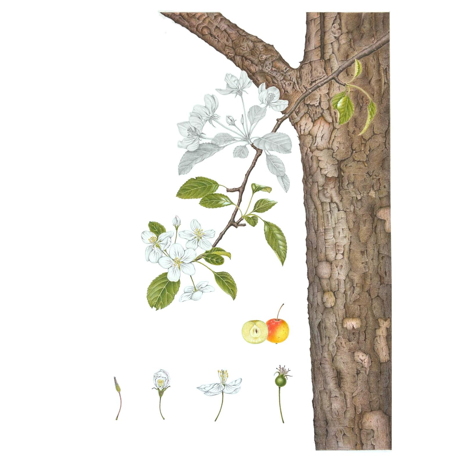Crabapple